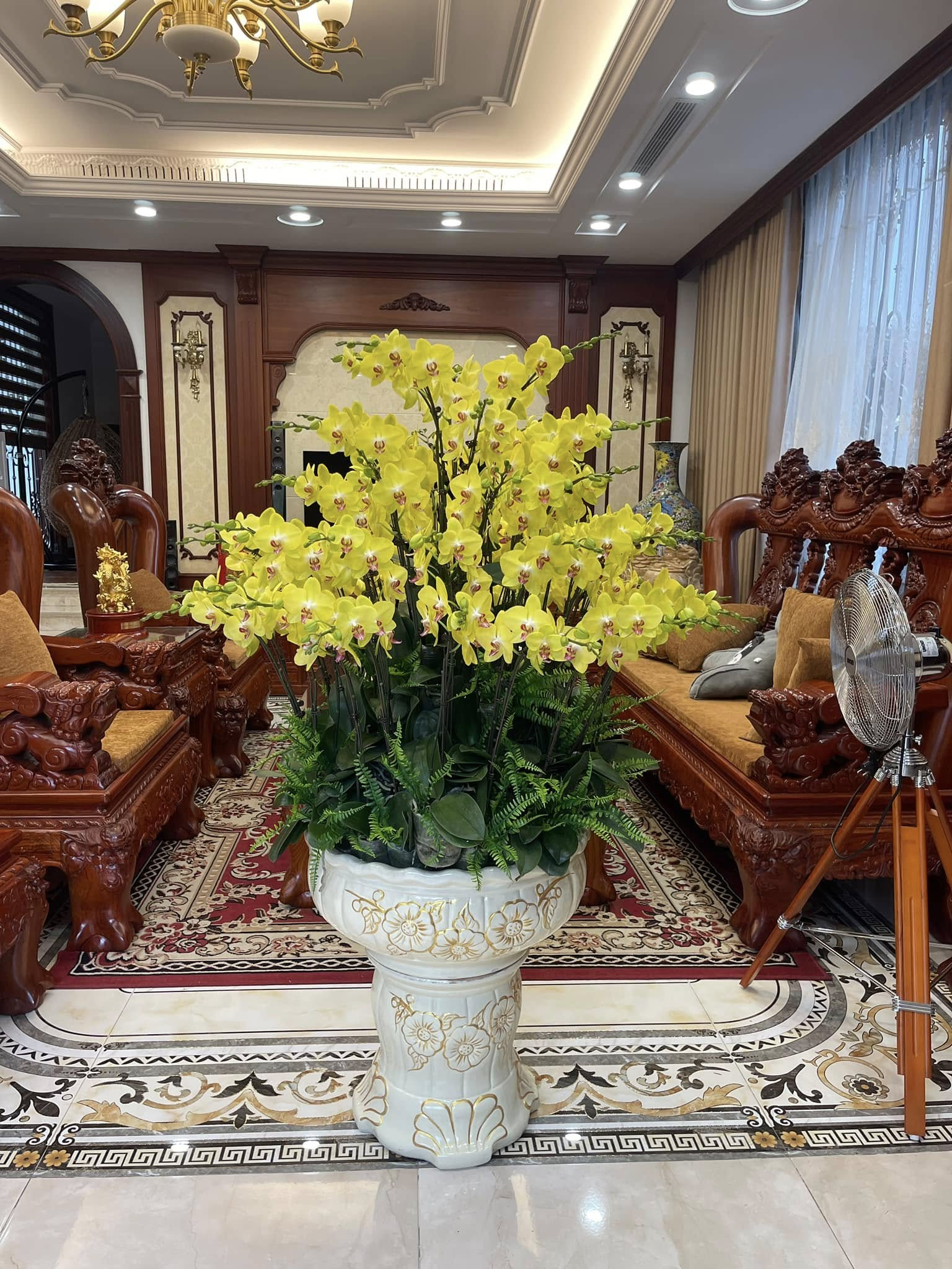 CHẬU LAN HỒ ĐIỆP VÀNG