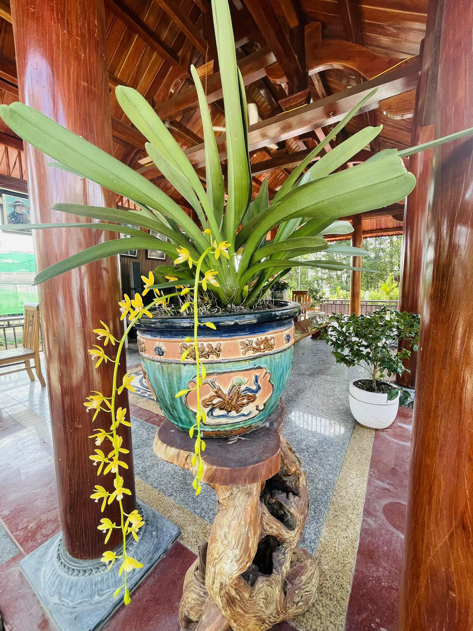 Chậu Lan Kiều Vàng