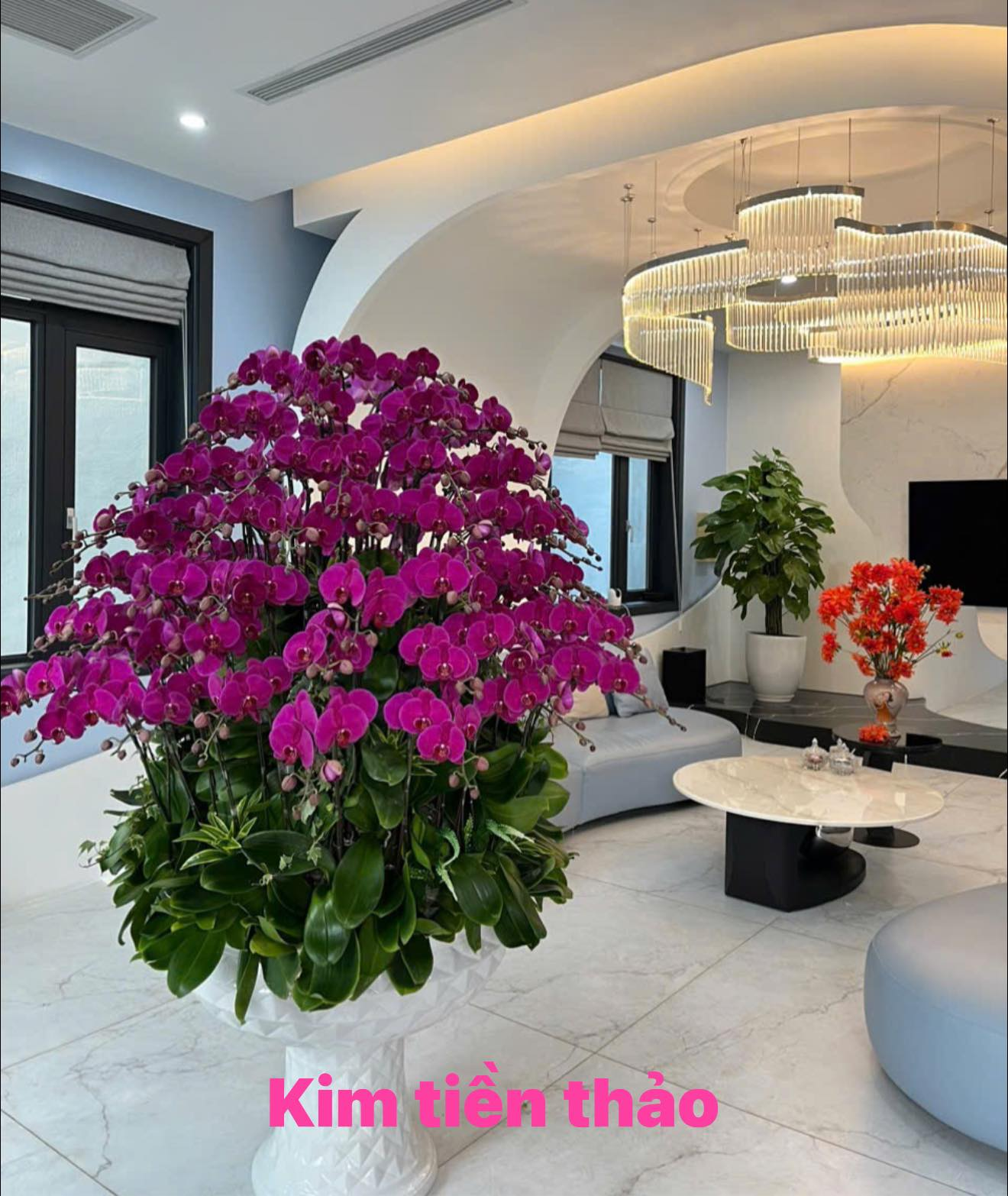 CHẬU HOA LAN HỒ ĐIỆP “KIM TIỀN THẢO”